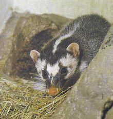 Mengenal Ferret || The Power off Cuteness Animal