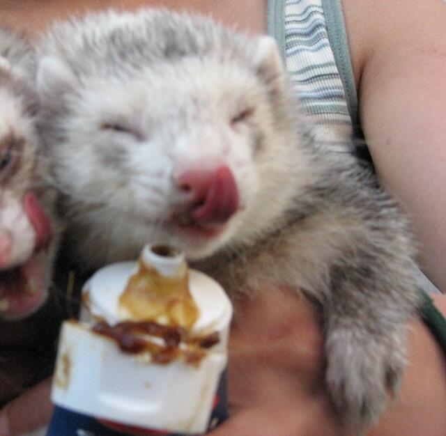 Mengenal Ferret || The Power off Cuteness Animal