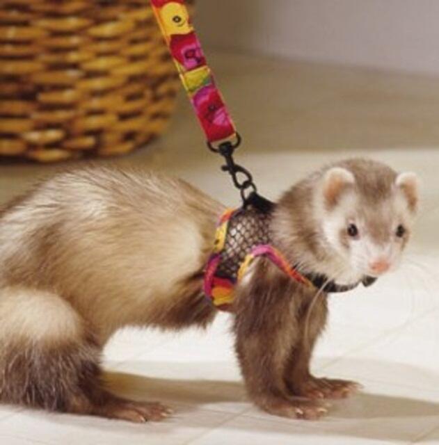 Mengenal Ferret || The Power off Cuteness Animal