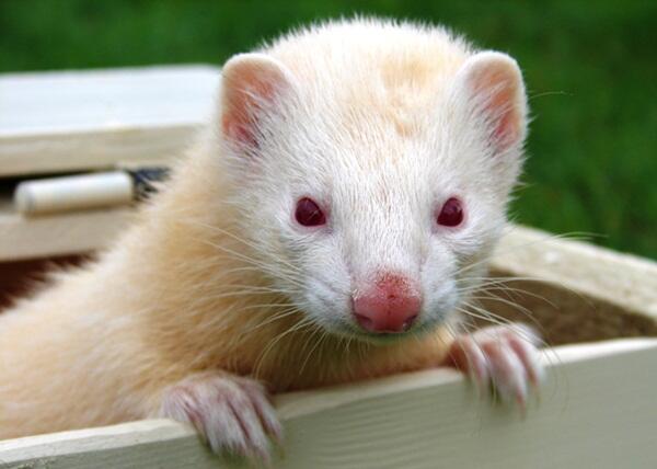 Mengenal Ferret || The Power off Cuteness Animal