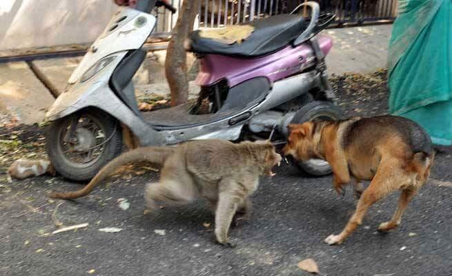 3 Pelajaran Hidup Penting sebagai Manusia dari Seekor Monyet