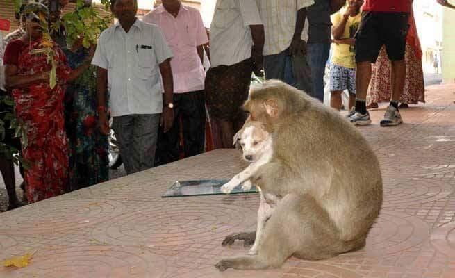 3 Pelajaran Hidup Penting sebagai Manusia dari Seekor Monyet