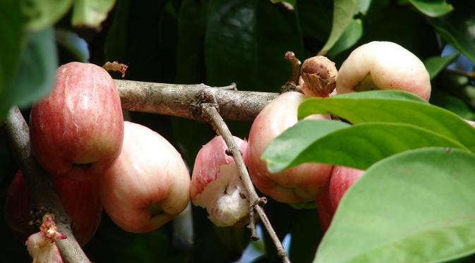 ~๑ஜ★ Tumbuh-tumbuhan penangkal santet, energi negatif 