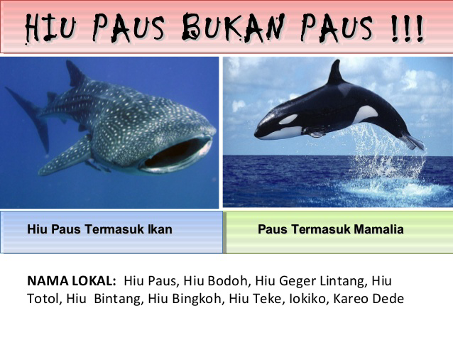 Hiu paus &quot; Ikan terbesar di dunia &quot;