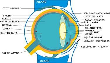 7 Manfaat Tomat untuk Mata Super Ampuh