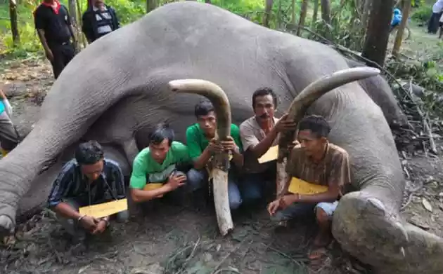 8 Hal ini bisa bikin Binatang sedih !!