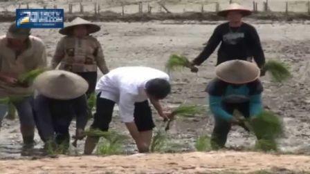 Janji Jokowi terbukti buat Harga Beras jadi Murah, Ternyata ini caranya!