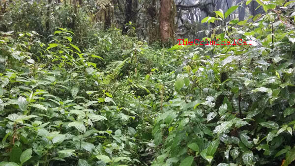 Sedikit Oleh2 Dari Pendakian Gunung Slamet Via Kaliwadas