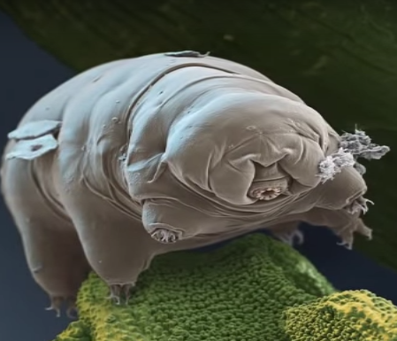 Tardigrada,Salah Satu Hewan Terkuat