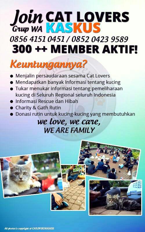 Kucing Selfie Di Dekat Kawanan Anjing