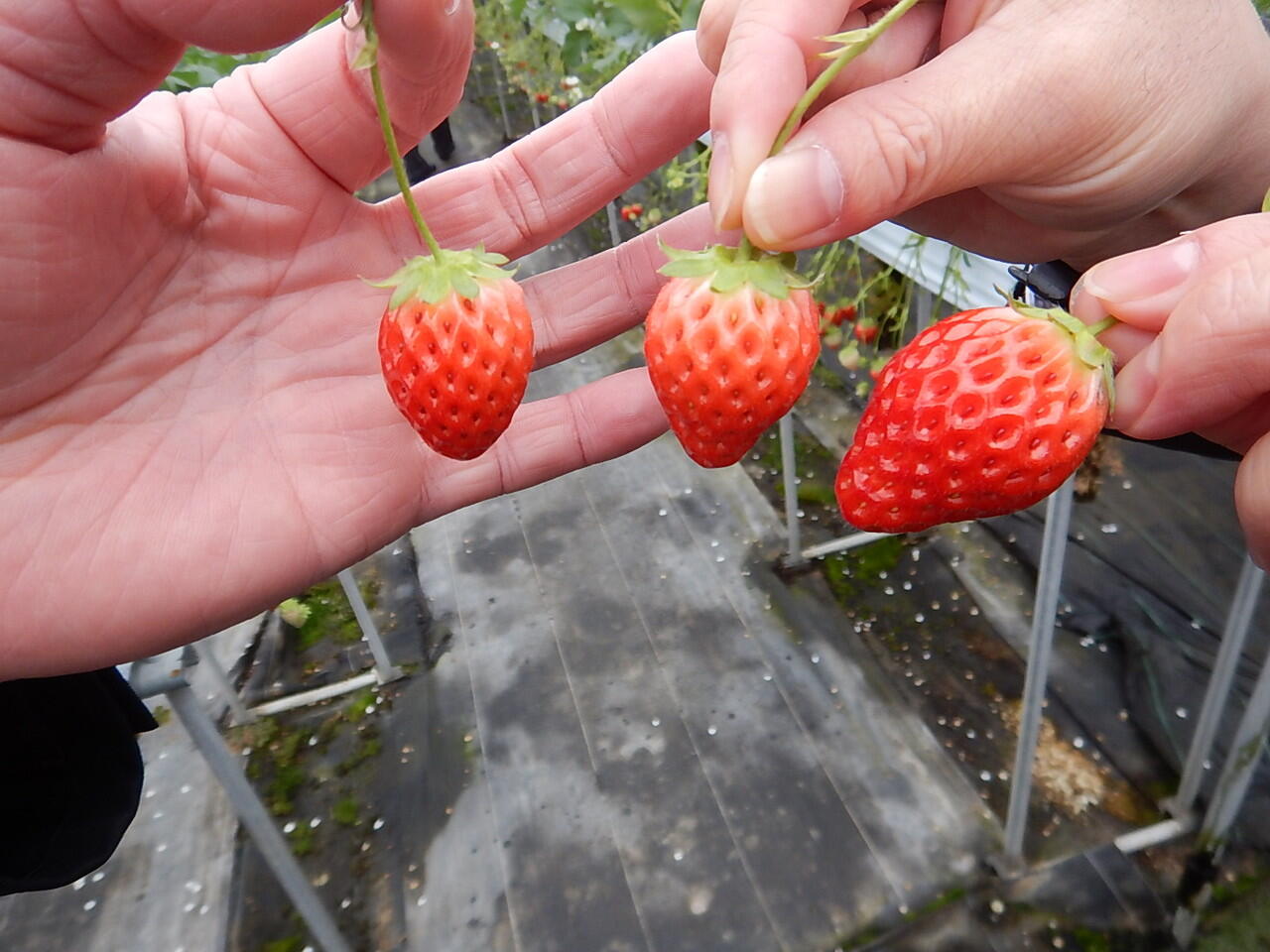 SERUNYA PETIK STRAWBERRY DAN DESA NINJA IGA