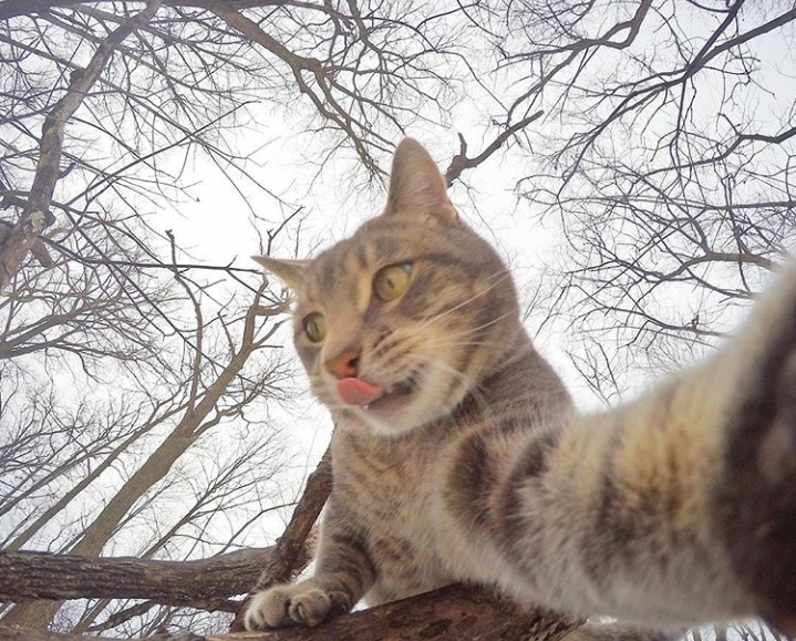 Trend Foto Kucing Selfie Dengan Go Pro