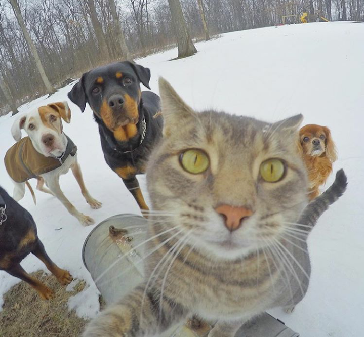 Trend Foto Kucing Selfie Dengan Go Pro