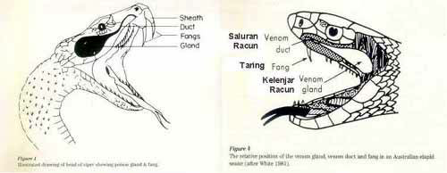 DARI MANA ULAR MEMPEROLEH RACUN NYA???