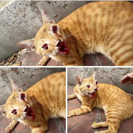 &#91;Manusia Biadab #Kucing Malang&#93; MATA DI CUNGKIL, GIGI DI CABUT