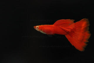 Guppy pilhan lain buat ikan hias