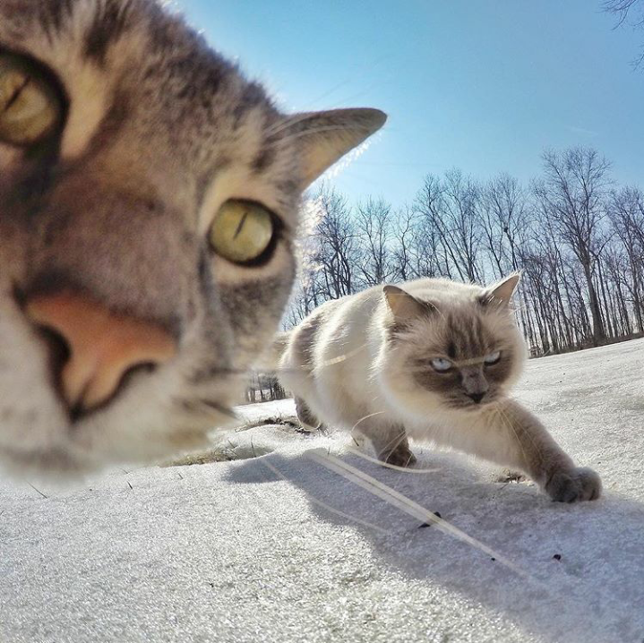 Trend Foto Kucing Selfie Dengan Go Pro