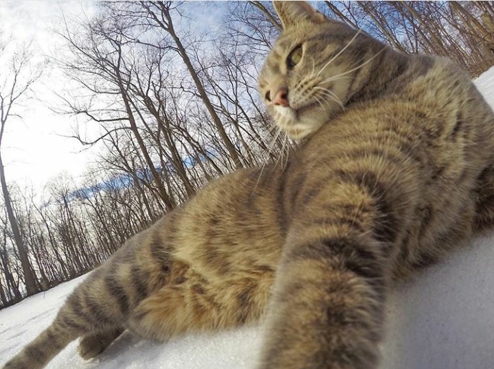 Trend Foto Kucing Selfie Dengan Go Pro