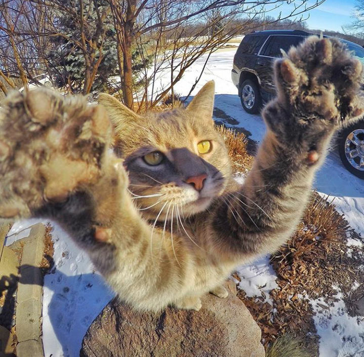 Trend Foto Kucing Selfie Dengan Go Pro