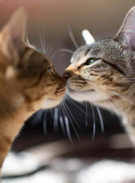 Cinta Di Mana-Mana: Kucing Ini Buktikan Mereka Juga Bisa Romantis