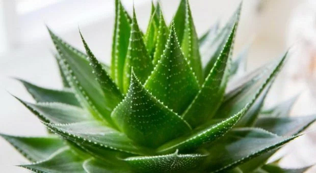 6 Tanaman Herbal yang Dapat Mencegah Kanker