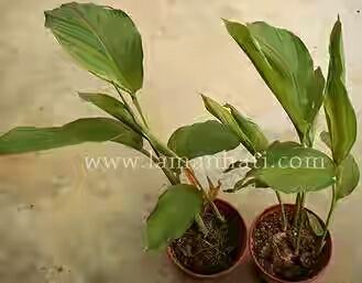 6 Tanaman Herbal yang Dapat Mencegah Kanker