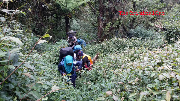 Sedikit Oleh2 Dari Pendakian Gunung Slamet Via Kaliwadas