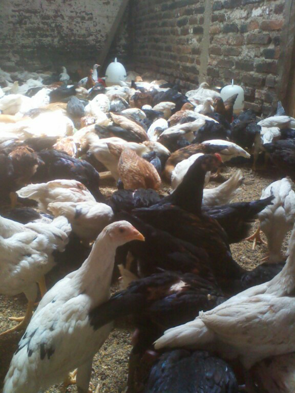 PROBIOTIK untuk unggas