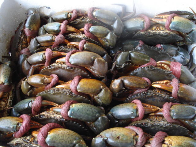 Berbisnis Seafood Khusus Kepiting