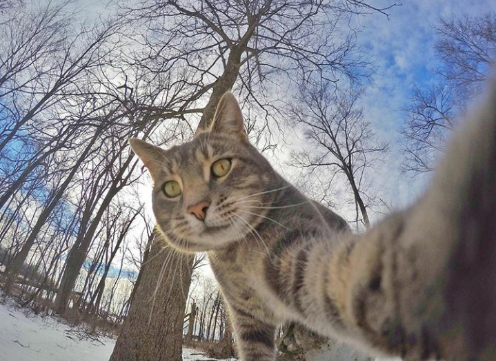 Trend Foto Kucing Selfie Dengan Go Pro