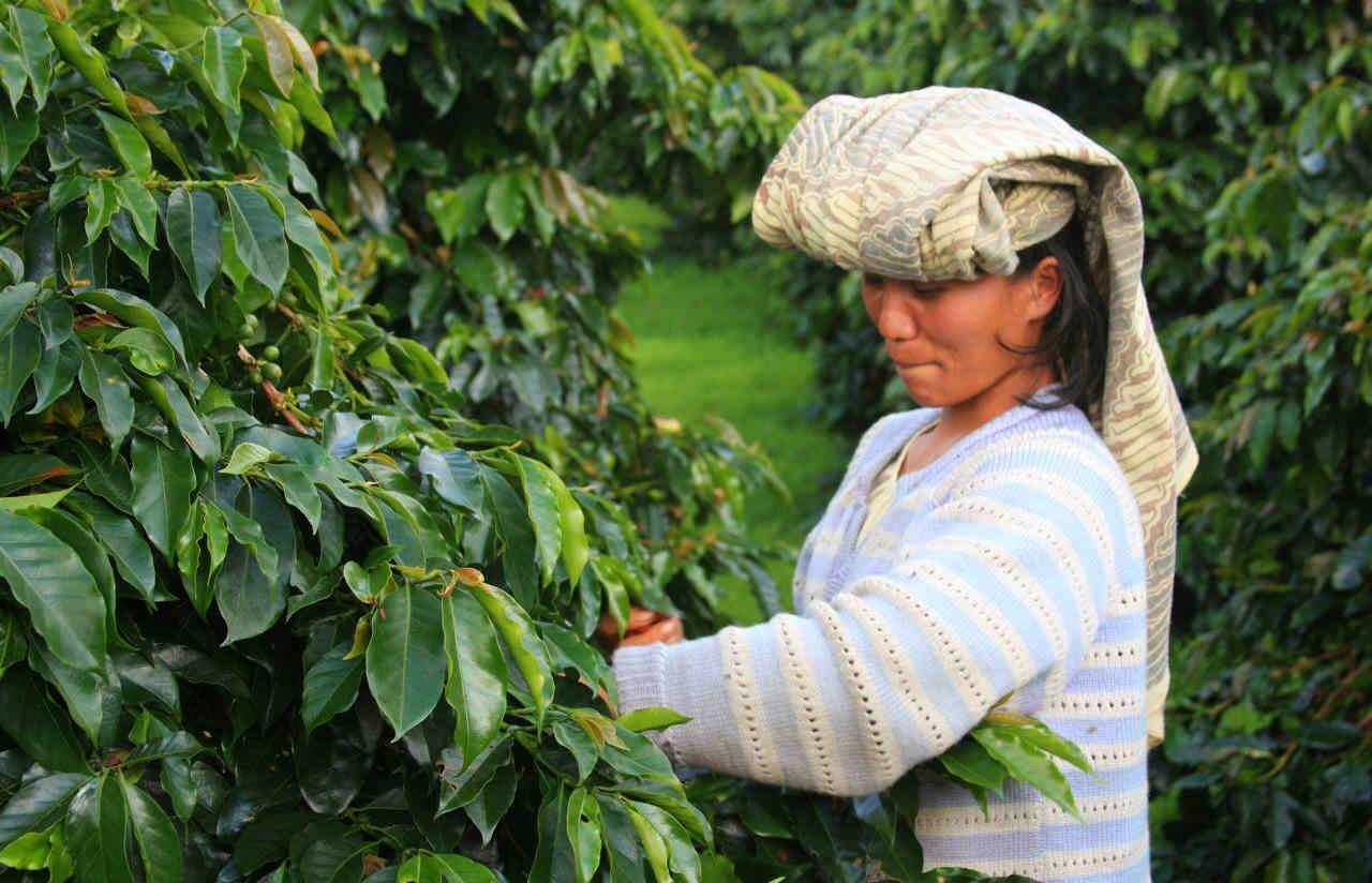 MENGENAL KOPI NUSANTARA, KOPINYA INDONESIA