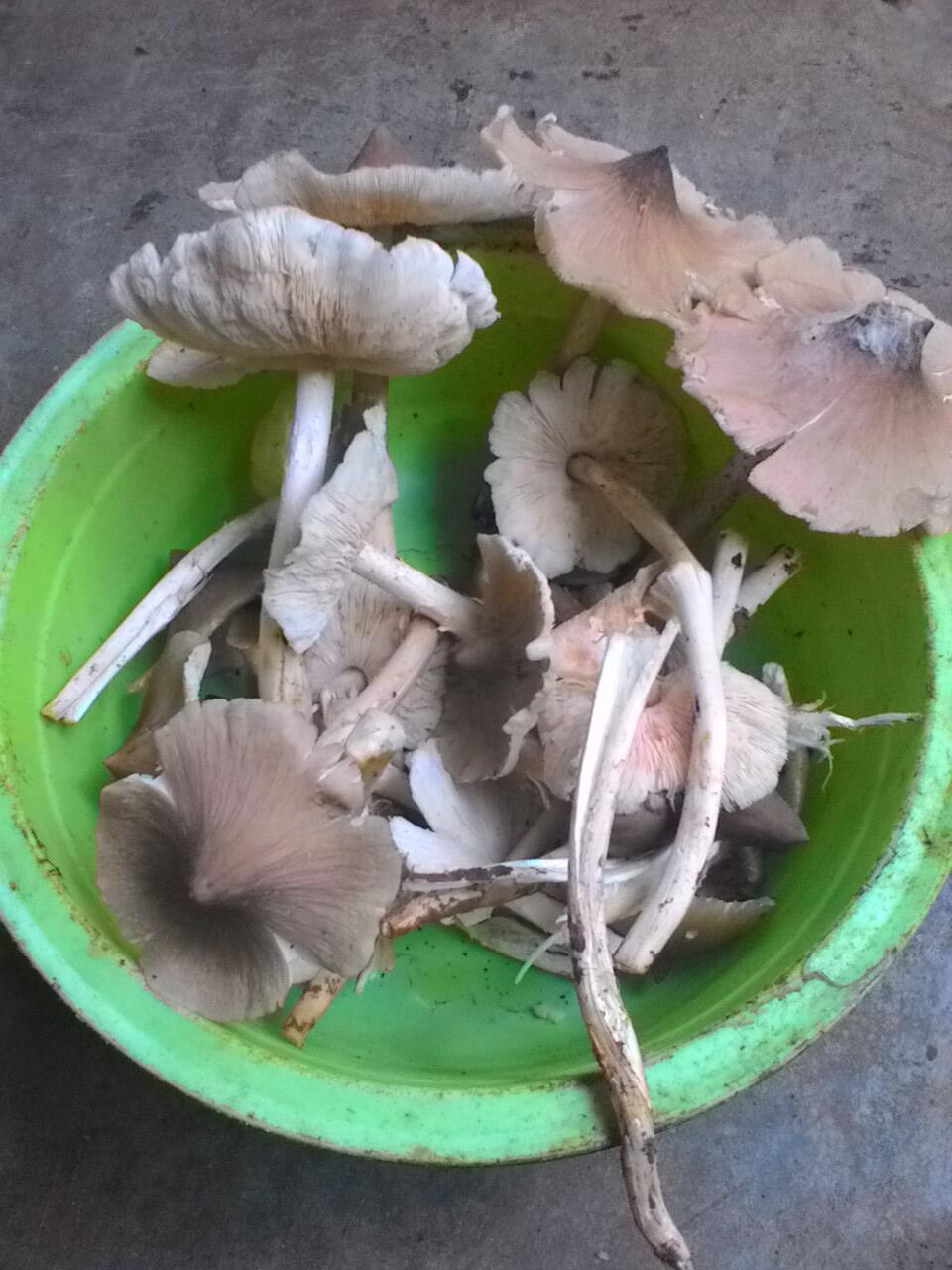kulat bantilong,hidangan leazat warga tabalong-kalsel