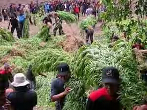 7 Negara Penghasil Ganja Terbesar di Dunia