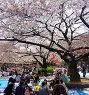 Kalender Perkiraan Bunga Sakura Mekar Tahun 2016 di Jepang
