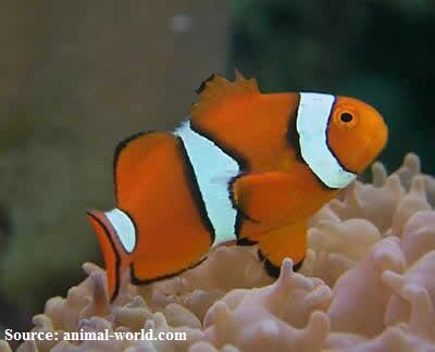 Apa yang Nemo tidak ceritakan