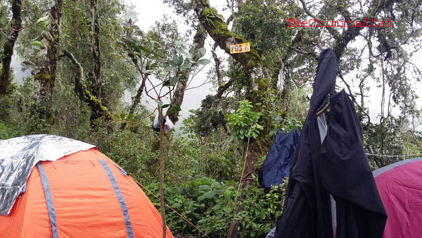 Sedikit Oleh2 Dari Pendakian Gunung Slamet Via Kaliwadas