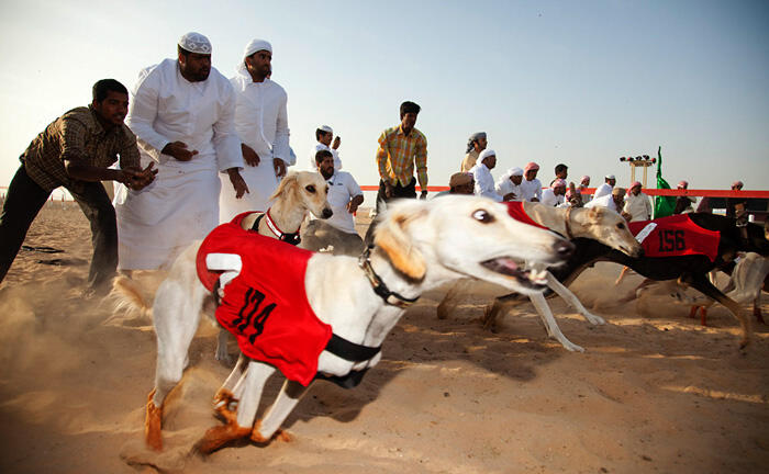 Mengintip balap anjing Saluki dikalangan pemuda Arab