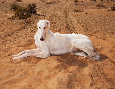 Mengintip balap anjing Saluki dikalangan pemuda Arab