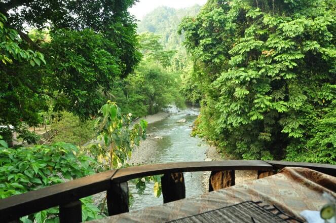 8 Foto Hutan Indonesia yang Asri dan Eksotis