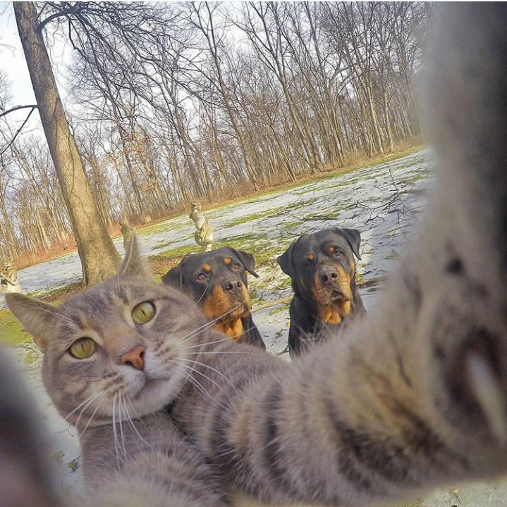 Trend Foto Kucing Selfie Dengan Go Pro