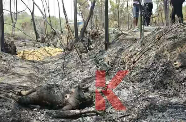 Orangutan Terbakar, Walhi Tuding BKSDA Tak Becus Kerja