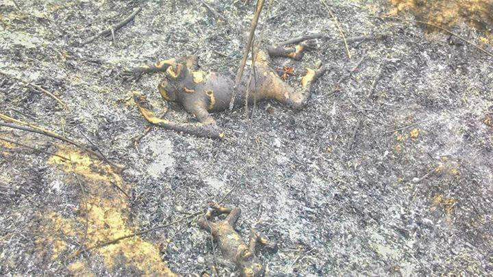 Orangutan Terbakar, Walhi Tuding BKSDA Tak Becus Kerja