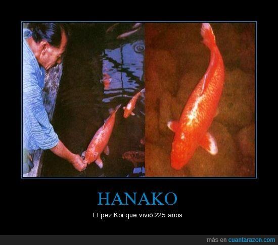 KOI HANAKO - IKAN KOI YANG HIDUP PALING LAMA DIDUNIA