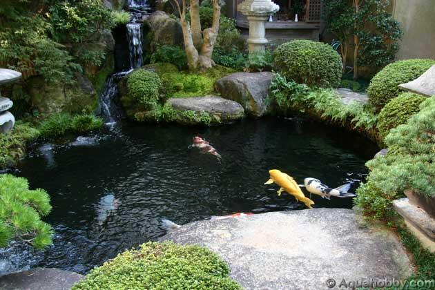 KOI HANAKO - IKAN KOI YANG HIDUP PALING LAMA DIDUNIA