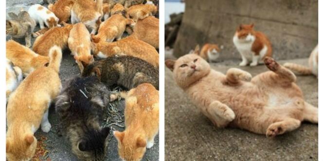 Pulau kecil di Sulawesi surga bagi ribuan kucing