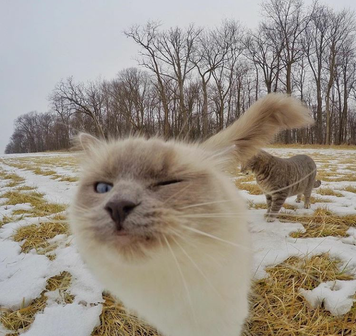 Trend Foto Kucing Selfie Dengan Go Pro