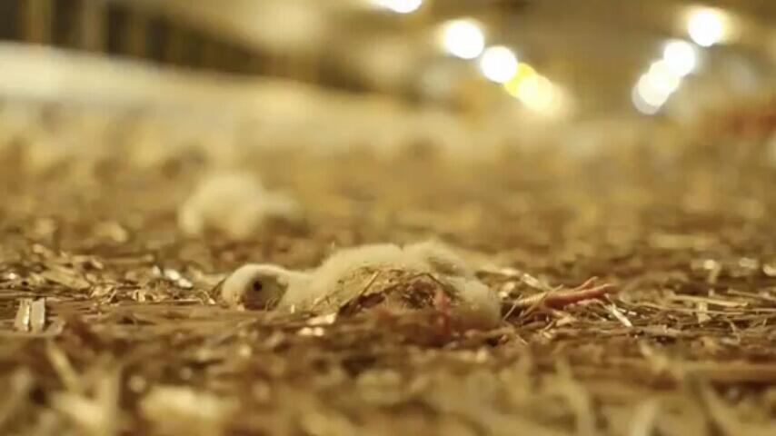 Terungkap, Video Ini Perlihatkan Kekejaman Pabrik Daging Terhadap Anak Ayam
