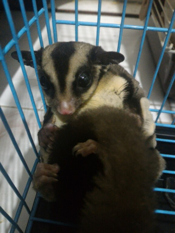 Cara Memilih Sugar Glider yang Benar (by:me)