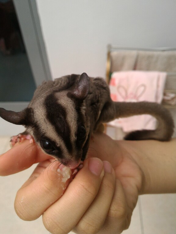 Cara Memilih Sugar Glider yang Benar (by:me)