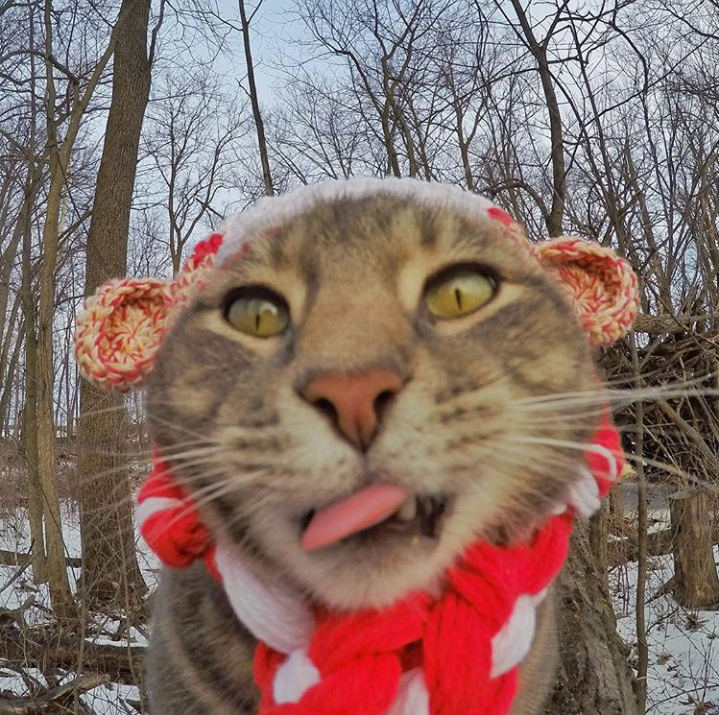 Trend Foto Kucing Selfie Dengan Go Pro